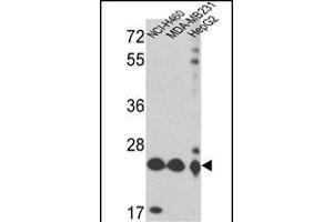 Western blot analysis of PRDX3 Antibody (N-term) (ABIN389470 and ABIN2839534) in NCI-,MDA-M,HepG2 cell line lysates (35 μg/lane). (Peroxiredoxin 3 anticorps  (N-Term))