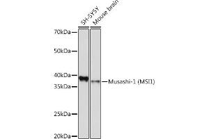 Western blot analysis of extracts of various cell lines, using Musashi-1 (MSI1) Rabbit mAb (ABIN7268700) at 1:1000 dilution. (MSI1 anticorps)