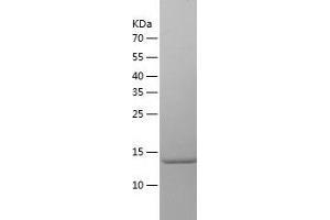 Western Blotting (WB) image for Small Nuclear Ribonucleoprotein D2 Polypeptide 16.5kDa (SNRPD2) (AA 1-118) protein (His-IF2DI Tag) (ABIN7125129)