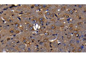 Detection of LY96 in Mouse Cerebrum Tissue using Polyclonal Antibody to Lymphocyte Antigen 96 (LY96)