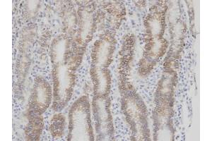 IHC-P Image Immunohistochemical analysis of paraffin-embedded human normal gastric epithelium (gland) , using F7, antibody at 1:100 dilution. (Factor VII anticorps)
