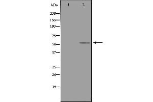 Western blot analysis of extracts from 3T3 cells, using TRAF4 antibody. (TRAF4 anticorps  (Internal Region))