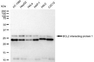 Western blotting analysis using BCL2 interacting protein 1 antibody (ABIN7797757).