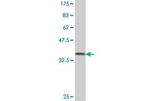 Western Blot detection against Immunogen (37. (C1orf57 anticorps  (AA 91-190))