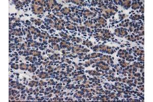 Image no. 19 for anti-Glucosidase, Beta, Acid 3 (Cytosolic) (GBA3) (AA 1-150), (AA 370-469) antibody (ABIN1490582)