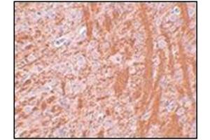 Immunohistochemistry of JMJD6 in rat brain tissue with this product at 2. (JMJD6 anticorps  (N-Term))