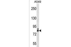 ZN Antibody (N-term) (ABIN1538894 and ABIN2843343) western blot analysis in A549 cell line lysates (35 μg/lane). (ZNF252 anticorps  (N-Term))