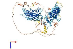 AlphaFold protein structure predicition of Human Recombinant MACC1 Protein, UniprotID Q6ZN28
