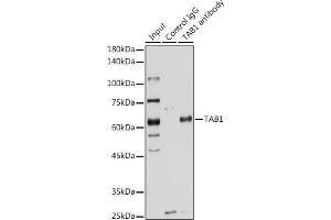 Immunoprecipitation analysis of 200 μg extracts of HeLa cells using 3 μg T antibody (ABIN6131955, ABIN6148795, ABIN6148796 and ABIN6221421).