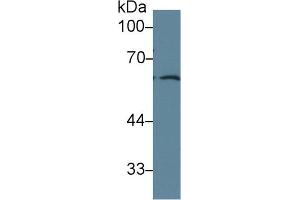 Western Blot; Sample: Human PC3 cell lysate; Primary Ab: 1µg/ml Rabbit Anti-Rat FRS2 Antibody Second Ab: 0.