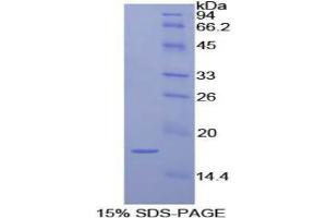 SDS-PAGE analysis of Dog Interleukin 1 alpha Protein. (IL1A Protéine)