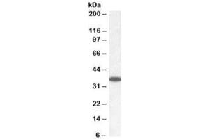 Western blot testing of human cerebellum lysate with PPP2CA/B antibody at 0. (PPP2CA/B anticorps)