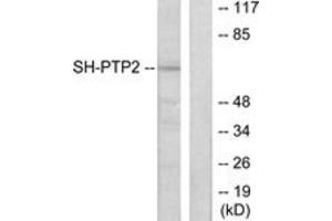 Western blot analysis of extracts from COS7 cells, using SH-PTP2 Antibody. (PTPN11 anticorps  (AA 321-370))