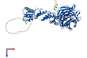 AlphaFold protein structure predicition of Mouse Recombinant Keap1 Protein, UniprotID Q9Z2X8