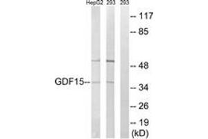 Western blot analysis of extracts from 293/HepG2 cells, using GDF15 Antibody. (GDF15 anticorps  (AA 31-80))