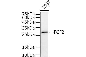 Western blot analysis of extracts of 293T cells, using FGF2 antibody (ABIN3020744, ABIN3020745, ABIN3020746 and ABIN6213702) at 1:1000 dilution. (FGF2 anticorps  (AA 143-288))