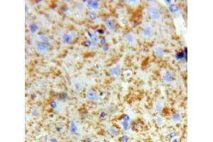 IHC-P analysis of Brain tissue, with DAB staining. (SIRT2 anticorps  (AA 65-340))