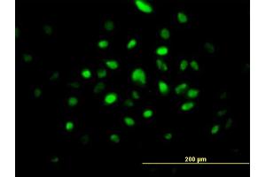 Immunofluorescence of purified MaxPab antibody to SMNDC1 on HeLa cell. (SMNDC1 anticorps  (AA 1-238))