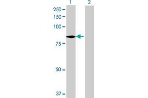 Western Blot analysis of C9orf52 expression in transfected 293T cell line by C9orf52 MaxPab polyclonal antibody. (TTC39B anticorps  (AA 1-616))