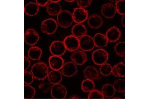 Immunofluorescence staining of Plscr1 in rat basophilic leukemia (RBL) cell line using Plscr1 monoclonal antibody, clone 13A6 [TEC-23] .