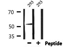 Western blot analysis of extracts from 293, using ATF7 Antibody.
