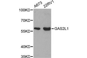 Western blot analysis of extracts of various cell lines, using GAS2L1 antibody (ABIN5971170) at 1/500 dilution. (GAS2L1 anticorps)