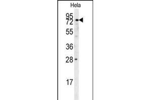 IDUA Antibody (Center) (ABIN651536 and ABIN2840285) western blot analysis in Hela cell line lysates (35 μg/lane).