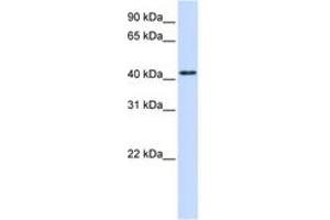 Image no. 1 for anti-Protein tyrosine Phosphatase, Receptor Type, R (PTPRR) (AA 72-121) antibody (ABIN6743363) (PTPRR anticorps  (AA 72-121))
