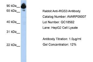 Western Blotting (WB) image for anti-Regulator of G-Protein Signaling 3 (RGS3) (C-Term) antibody (ABIN184194) (RGS3 anticorps  (C-Term))