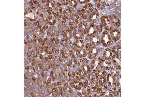 Immunohistochemical staining of human stomach with CAMK1 polyclonal antibody  shows strong cytoplasmic positivity in glandular cells. (CAMK1 anticorps)