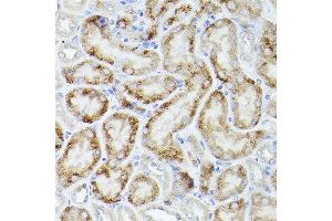 Immunohistochemistry of paraffin-embedded mouse kidney using PGC1α Rabbit pAb  at dilution of 1:50 (40x lens). (PPARGC1A anticorps  (C-Term))