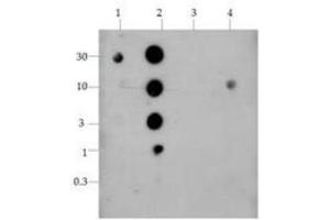 Dot Blot of Rabbit Histone H4 [Dimethyl Lys20] Antibody.