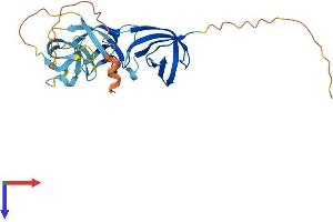 AlphaFold protein structure predicition of Human Recombinant CT55 Protein, UniprotID Q8WUE5