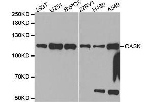 Western blot analysis of extracts of various cell lines, using CASK antibody (ABIN5971336) at 1/1000 dilution. (CASK anticorps)