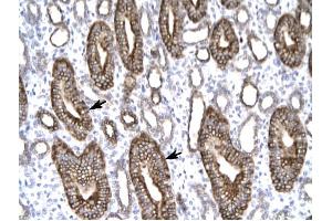 Claudin 8 antibody was used for immunohistochemistry at a concentration of 4-8 ug/ml to stain Epithelial cells of renal tubule (arrows) in Human Kidney. (CLDN8 anticorps  (C-Term))