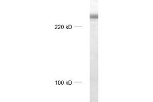 dilution: 1 : 1000, sample: rat brain homogenate
