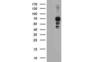 Image no. 1 for anti-SUMO1/sentrin/SMT3 Specific Peptidase 2 (SENP2) (AA 139-523) antibody (ABIN1490924) (SENP2 anticorps  (AA 139-523))
