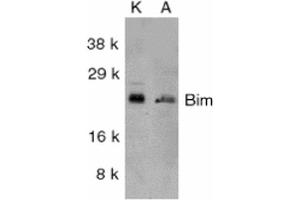 Western blot analysis of Human K562 (Left) and A549 (Right) whole cell lysates showing detection of BIM protein using Rabbit Anti-BIM Polyclonal Antibody .