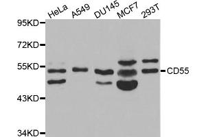 Western blot analysis of extracts of various cell lines, using CD55 antibody (ABIN5970570) at 1/1000 dilution. (CD55 anticorps)