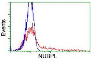 HEK293T cells transfected with either RC204385 overexpress plasmid (Red) or empty vector control plasmid (Blue) were immunostained by anti-NUBPL antibody (ABIN2455153), and then analyzed by flow cytometry. (NUBPL anticorps  (AA 1-250))
