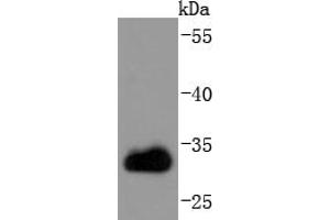 Jurkat cell lysates, probed with CDK1 (3E12) Monoclonal Antibody  at 1:1000 overnight at 4˚C. (CDK1 anticorps)