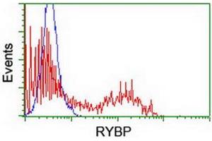 Image no. 2 for anti-RING1 and YY1 Binding Protein (RYBP) antibody (ABIN1500776) (RYBP anticorps)