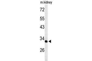 Western blot analysis of TMUB2 Antibody (Center) in mouse kidney tissue lysates (35 µg/lane). (TMUB2 anticorps  (Middle Region))