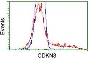 HEK293T cells transfected with either RC213080 overexpress plasmid (Red) or empty vector control plasmid (Blue) were immunostained by anti-CDKN3 antibody (ABIN2455053), and then analyzed by flow cytometry. (CDKN3 anticorps)