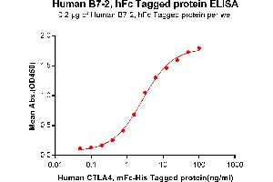 ELISA plate pre-coated by 2 μg/mL (100 μL/well) Human B7-2, hFc tagged protein (ABIN6961159, ABIN7042347 and ABIN7042348) can bind Human C, mFc-His tagged protein ABIN6961090, ABIN7042209 and ABIN7042210 in a linear range of 0.
