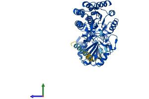 AlphaFold protein structure predicition of Mouse Recombinant Aldh3a2 Protein, UniprotID P47740