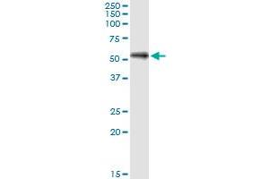 SHC4 monoclonal antibody (M01), clone 2F5.
