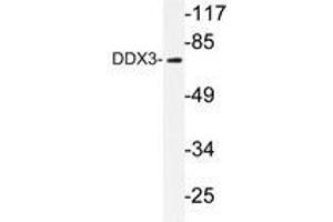 Western blot analysis of DDX3 antibody in extracts from HepG2 cells. (DDX3X anticorps)