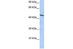 Human HepG2; WB Suggested Anti-CCDC16 Antibody Titration: 0. (CCDC16 anticorps  (N-Term))