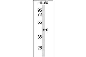Western blot analysis in HL-60 cell line lysates (35ug/lane). (CLN8 anticorps  (C-Term))